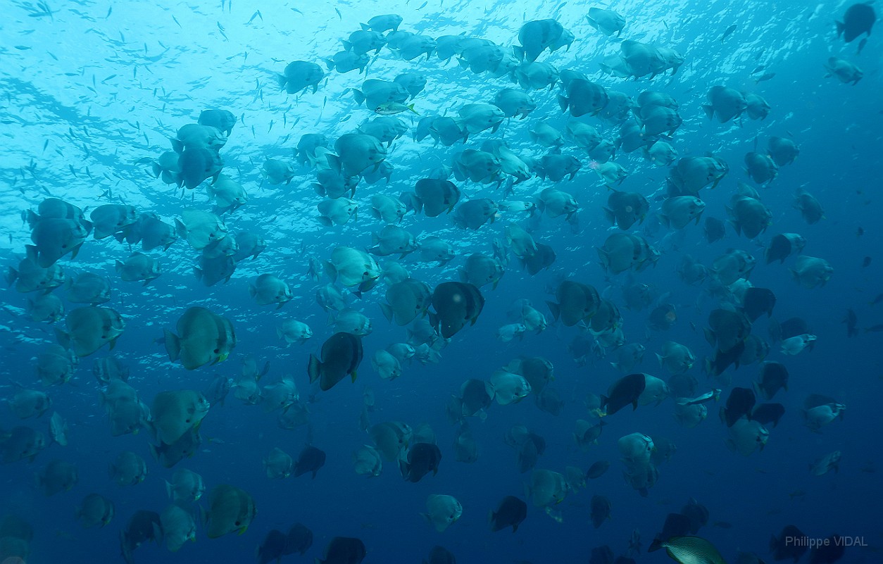 Thailand 2015 - Ko Tao - Platax poules d eau - Platax orbicularis _IMG_3710_rc.jpg